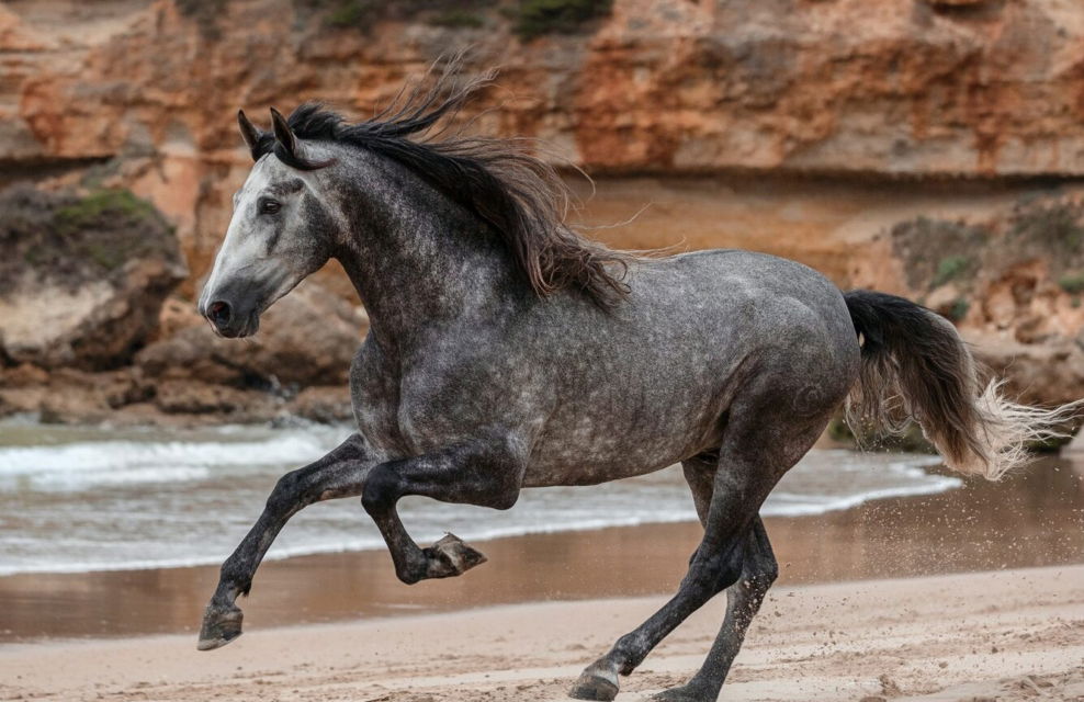 Horse Breed: Andalusian - photo by Missi Köpf on Pexels - Globetrotting horse riding holidays