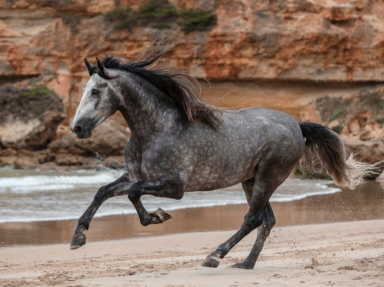 Horse Breed: Andalusian - photo by Missi Köpf on Pexels - Globetrotting horse riding holidays