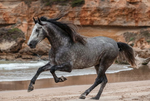 Horse Breed: Andalusian - photo by Missi Köpf on Pexels - Globetrotting horse riding holidays
