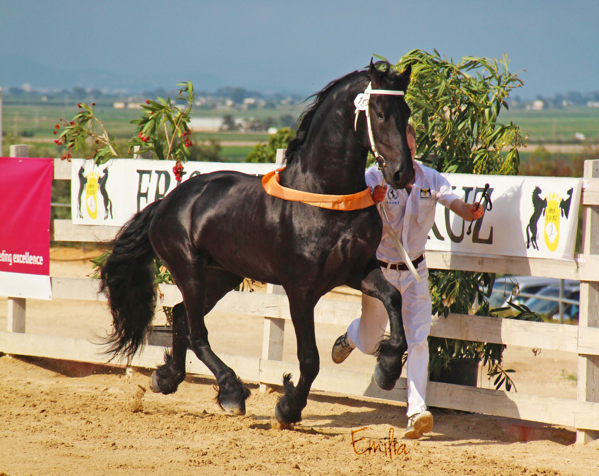 Horse Breed: Friesian - photo by Emiliayalag10 on Wikimedia Commons - Globetrotting horse riding holidays