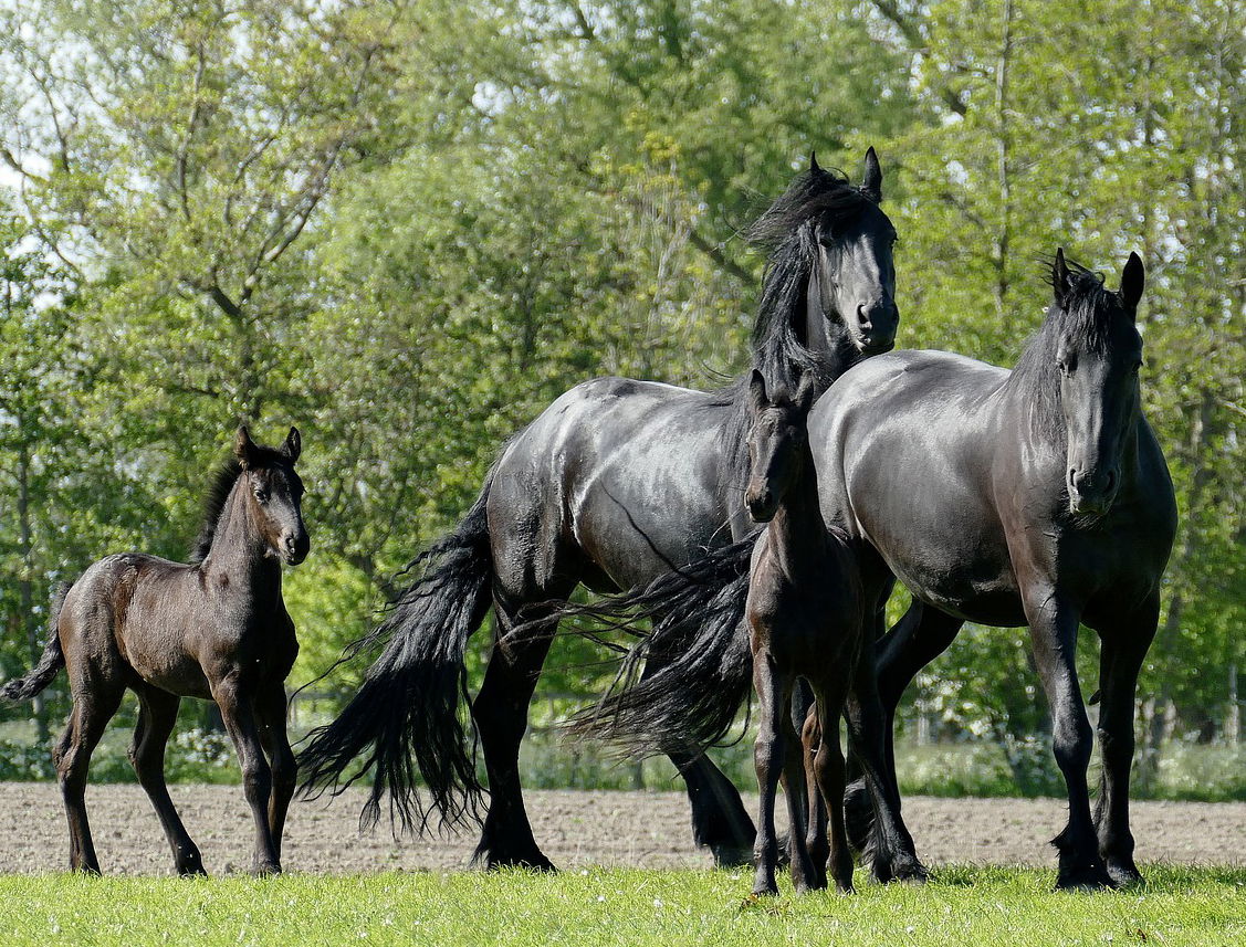 Horse Breed: Friesian - photo by AlkeMade on Pixabay - Globetrotting horse riding holidays