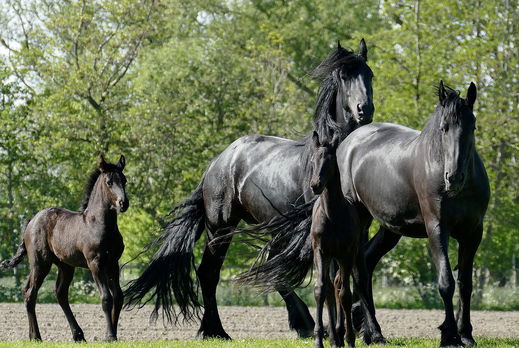 Horse Breed: Friesian - photo by AlkeMade on Pixabay - Globetrotting horse riding holidays