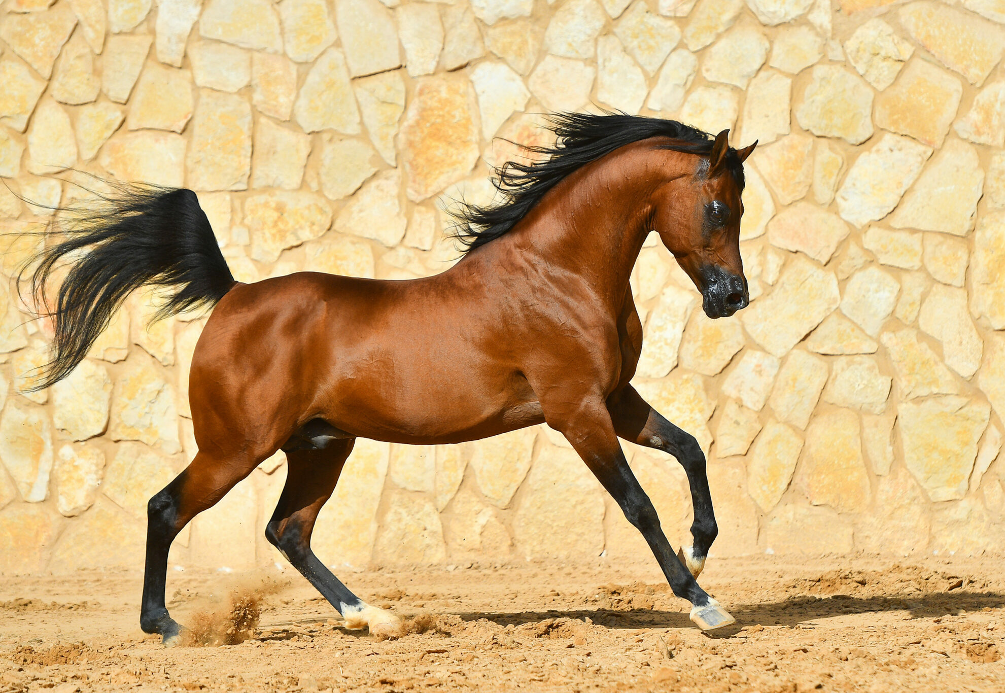 Horse Breed: Arabian - photo via arthorse/Shutterstock.com - Globetrotting horse riding holidays