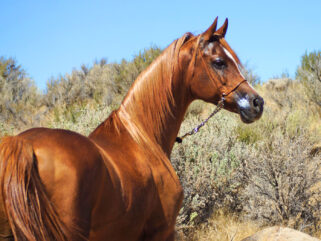 Horse Breed: Arabian - image via Aislinn Brander on Pixabay - Globetrotting horse riding holidays