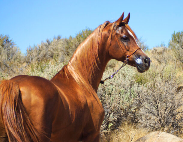 Horse Breed: Arabian - image via Aislinn Brander on Pixabay - Globetrotting horse riding holidays