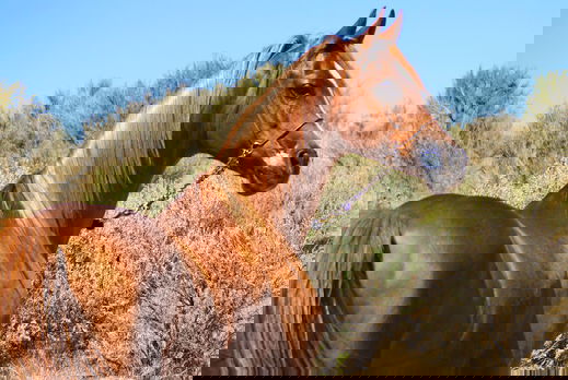 Horse Breed: Arabian - image via Aislinn Brander on Pixabay - Globetrotting horse riding holidays