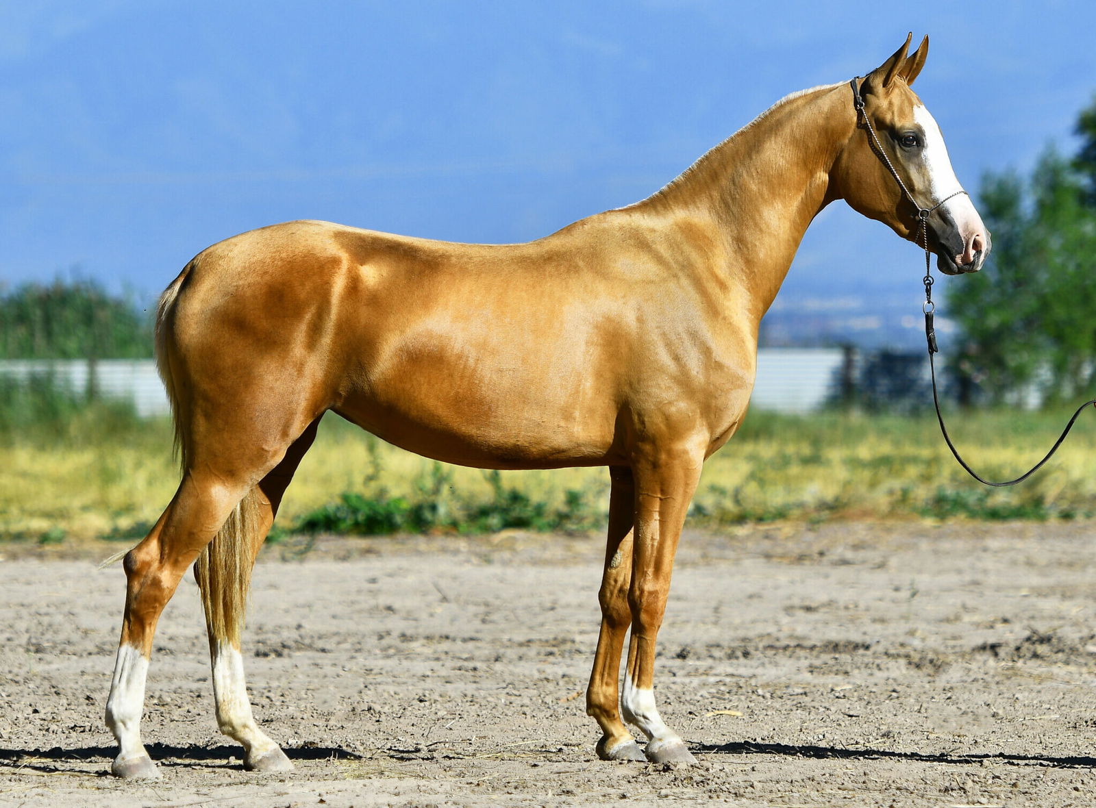 Horse Breed: Akhal-Teke - photo via arthorse/Shutterstock.com - Globetrotting horse riding holidays