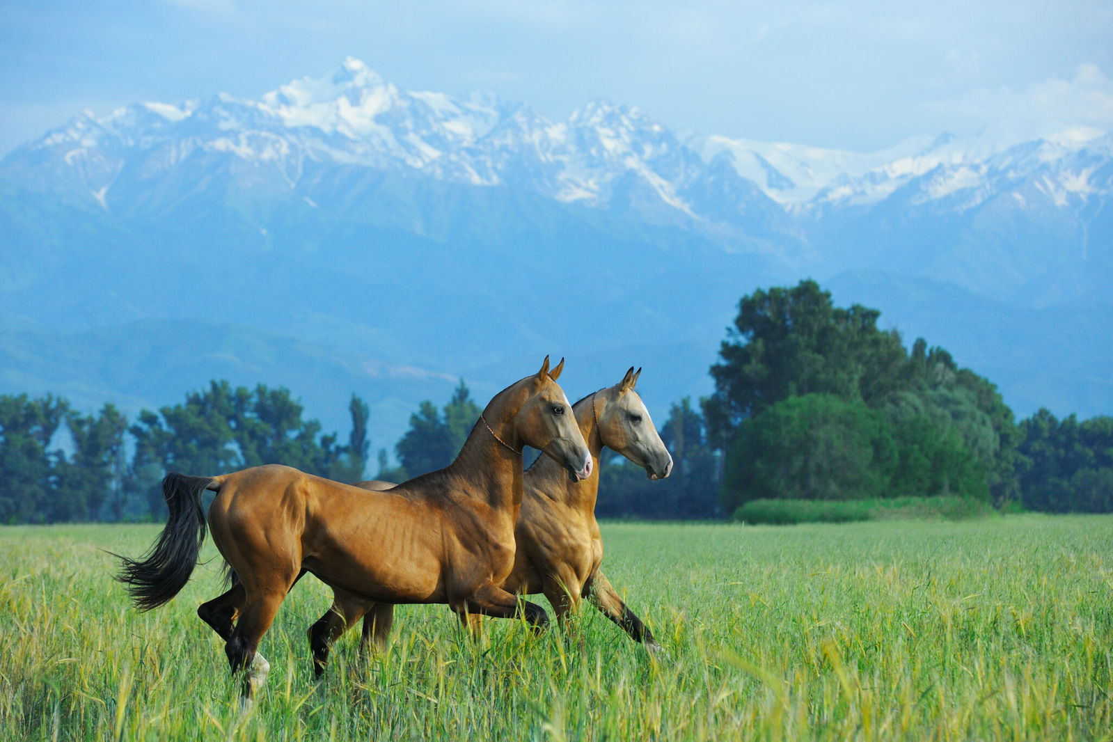 Horse Breed: Akhal-Teke - photo via arthorse/Shutterstock.com - Globetrotting horse riding holidays
