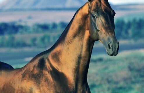 Horse Breed: Akhal-Teke - photo by Artur Baboev on Wikimedia Commons - Globetrotting horse riding holidays