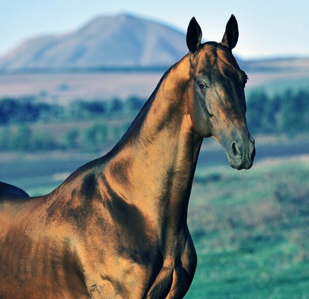 Horse Breed: Akhal-Teke - photo by Artur Baboev on Wikimedia Commons - Globetrotting horse riding holidays