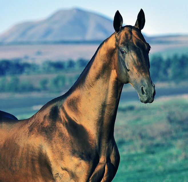 Horse Breed: Akhal-Teke - photo by Artur Baboev on Wikimedia Commons - Globetrotting horse riding holidays