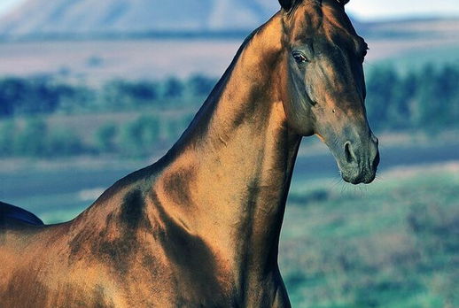 Horse Breed: Akhal-Teke - photo by Artur Baboev on Wikimedia Commons - Globetrotting horse riding holidays