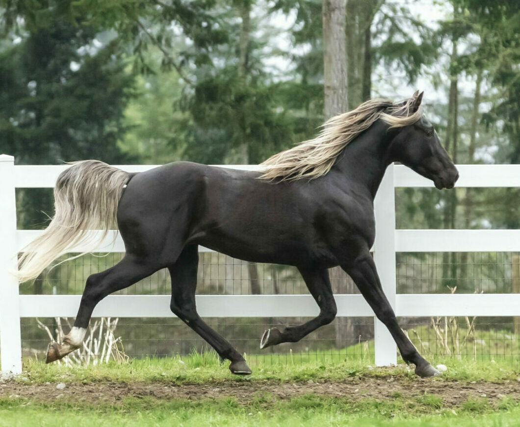 Horse Breed: Rocky Mountain Horse - photo by Abbey Rocky Mountain Horses - Globetrotting horse riding holidays