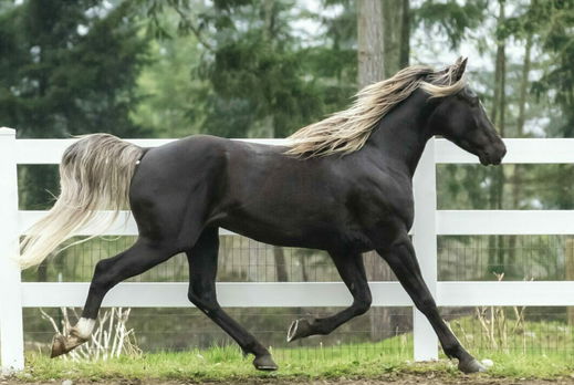 Horse Breed: Rocky Mountain Horse - photo by Abbey Rocky Mountain Horses - Globetrotting horse riding holidays