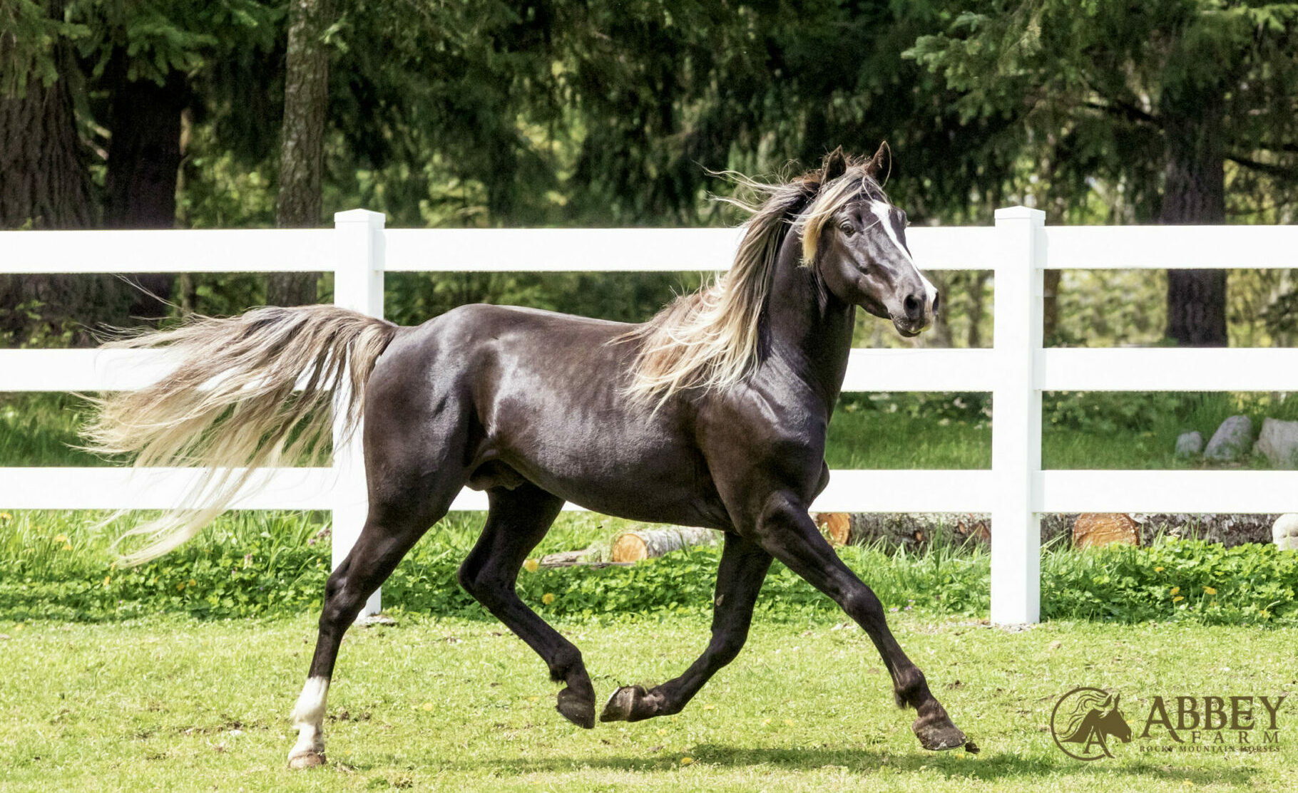 Horse Breed: Rocky Mountain Horse - photo by Abbey Rocky Mountain Horses - Globetrotting horse riding holidays