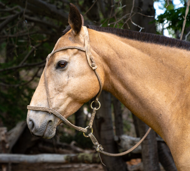 Horse Breed: Criollo - Globetrotting horse riding holidays