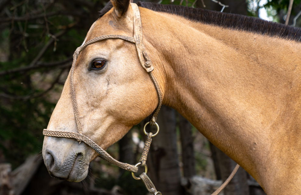 Horse Breed: Criollo - Globetrotting horse riding holidays