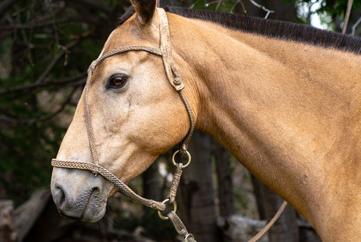 Horse Breed: Criollo - Globetrotting horse riding holidays