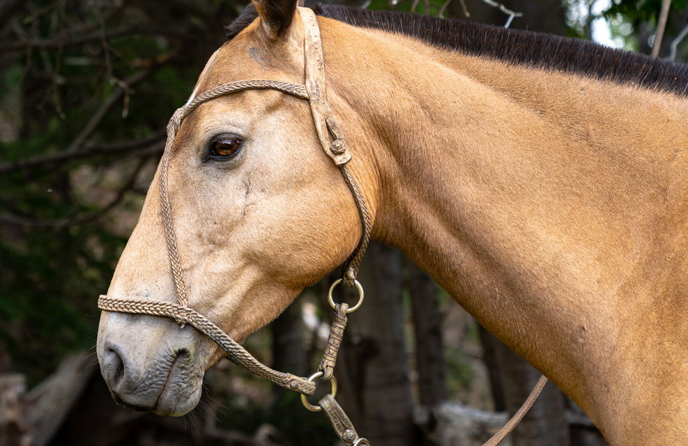 Horse Breed: Criollo - Globetrotting horse riding holidays