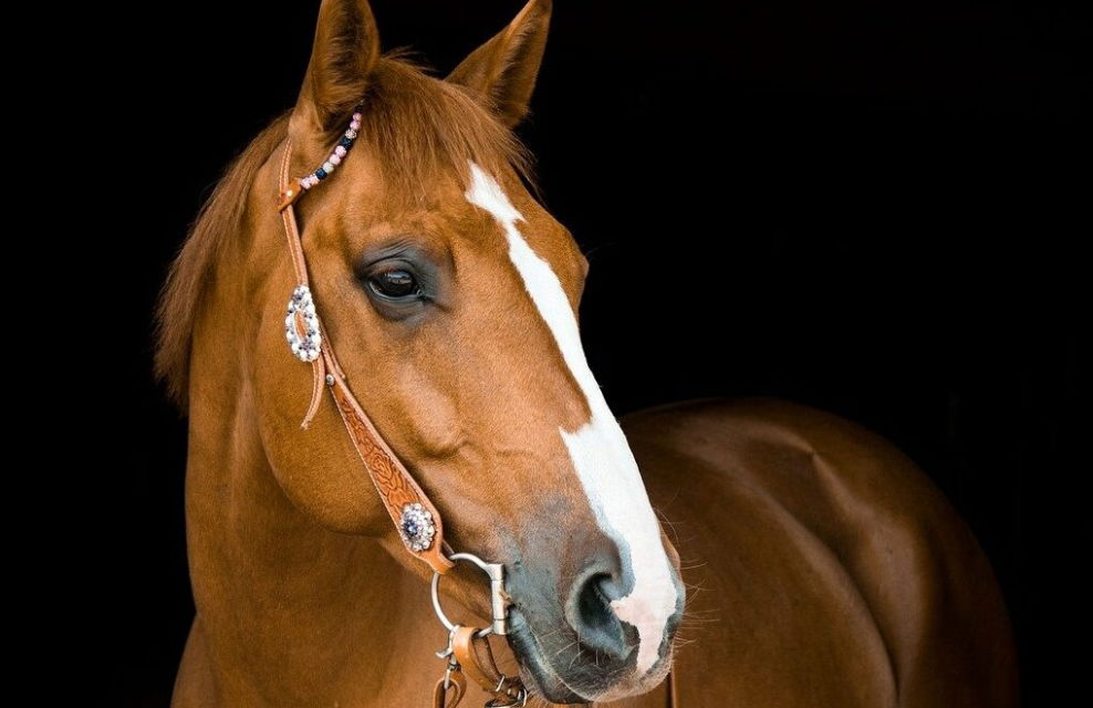 Horse Breed: Quarter Horse - photo by Rebecca Scholz on Pixabay - Globetrotting horse riding holidays