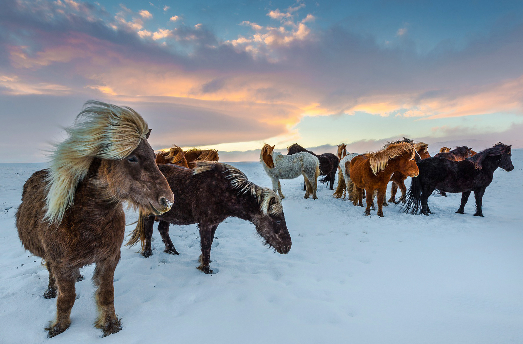 Horse Breed: Icelandic horse - photo by Susanne Stöckli on Pixabay - Globetrotting horse riding holidays