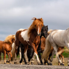 Horse Breed: Icelandic Horse - Globetrotting horse riding holidays