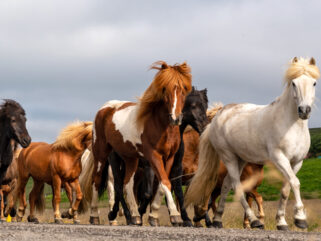Horse Breed: Icelandic Horse - Globetrotting horse riding holidays