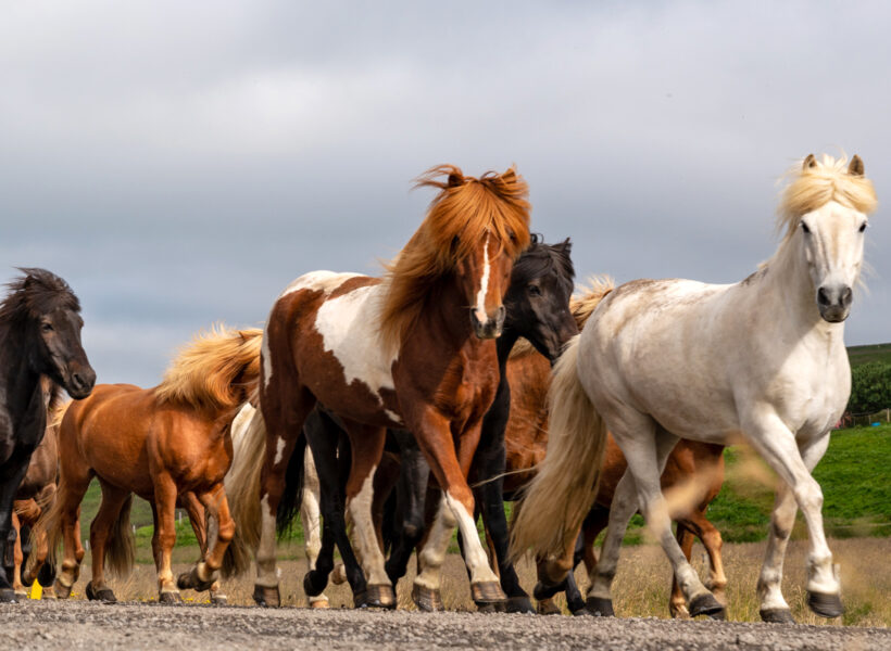 Horse Breed: Icelandic Horse - Globetrotting horse riding holidays