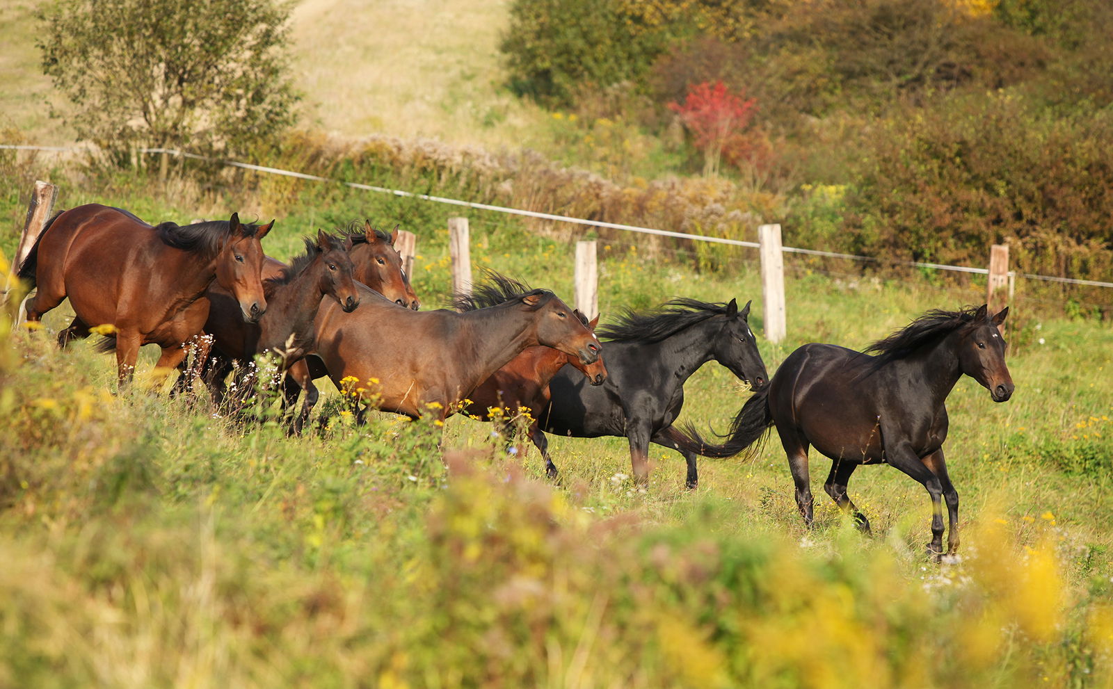 Horse Breed: Kabarda - photo by Zuzule/Shutterstock.com - Globetrotting horse riding holidays