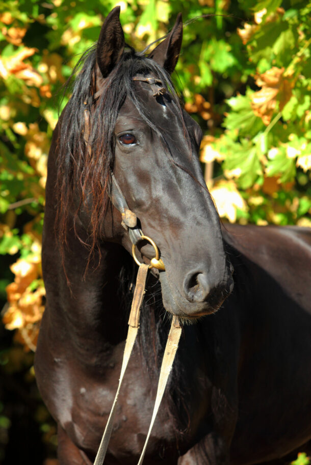 Horse Breed: Karachay - photo by horsemen/Shutterstock.com - Globetrotting horse riding holidays