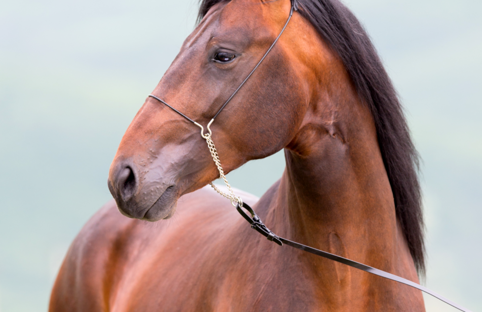 Horse Breed: Kabarda - photo by Alexia Khruscheva/Shutterstock.com - Globetrotting horse riding holidays