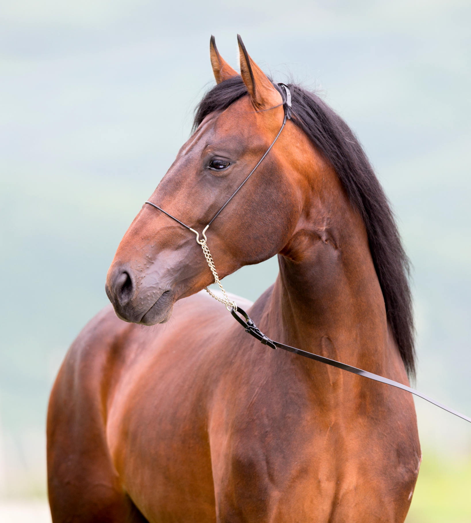 Horse Breed: Kabarda - photo by Alexia Khruscheva/Shutterstock.com - Globetrotting horse riding holidays
