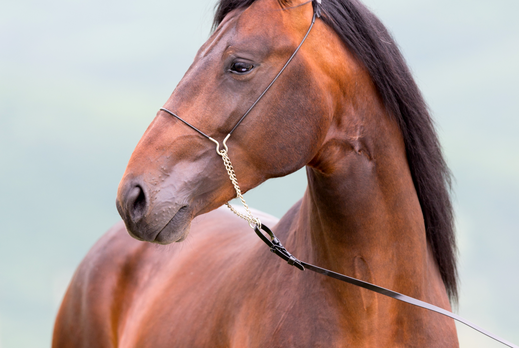 Horse Breed: Kabarda - photo by Alexia Khruscheva/Shutterstock.com - Globetrotting horse riding holidays