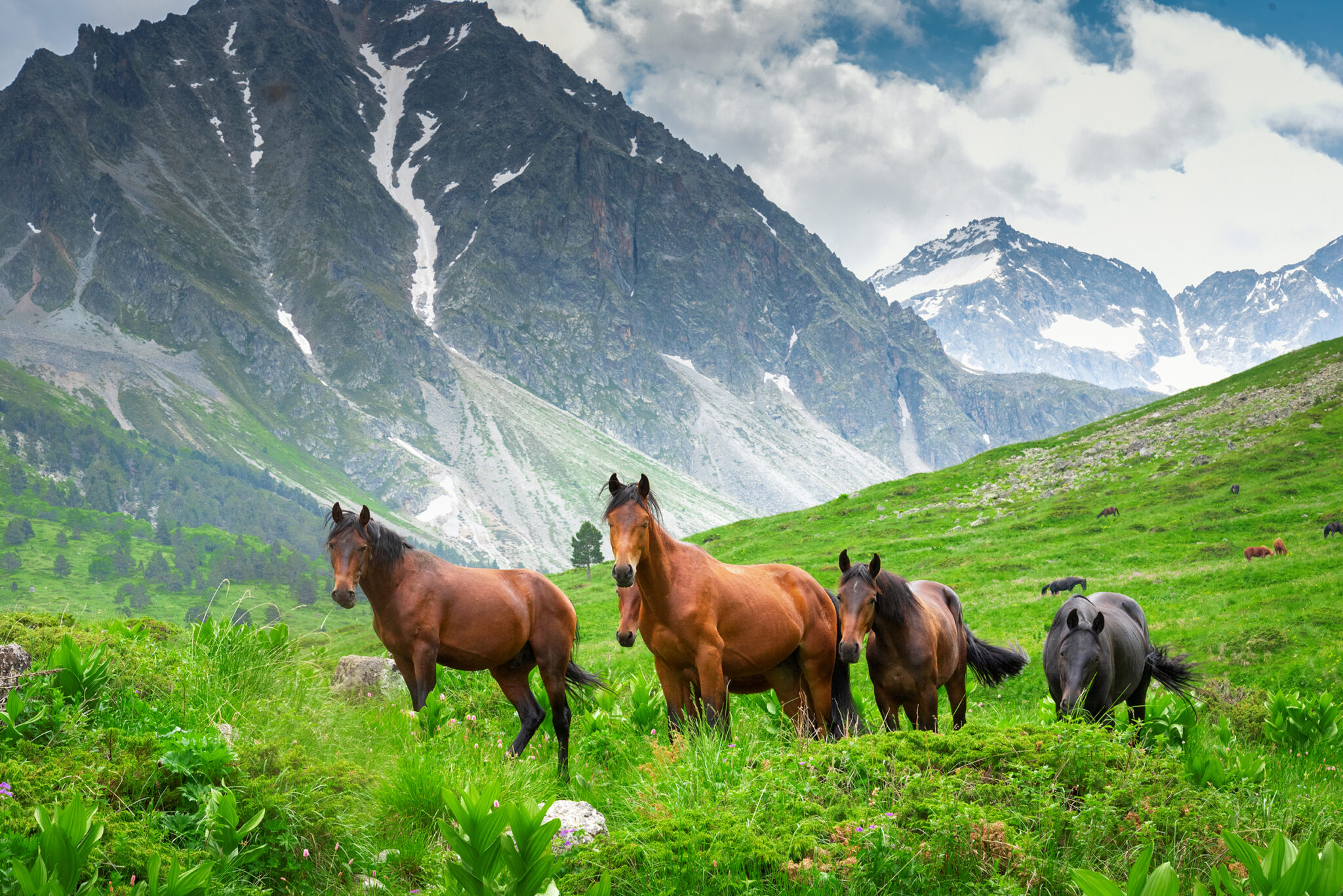 Horse Breed: Karachay - photo by Ambartsumian Valery/Shutterstock.com - Globetrotting horse riding holidays