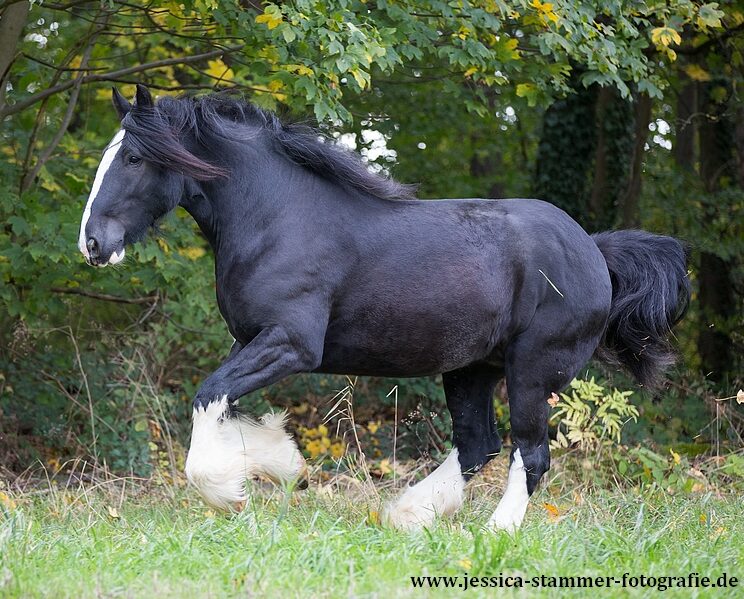 Horse Breed: Shire - photo by Jessica Stammer Fotografie via Wikimedia COmmons (CC BY-SA 4.0) - Globetrotting horse riding holidays