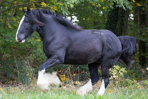 Horse Breed: Shire - photo by Jessica Stammer Fotografie via Wikimedia COmmons (CC BY-SA 4.0) - Globetrotting horse riding holidays