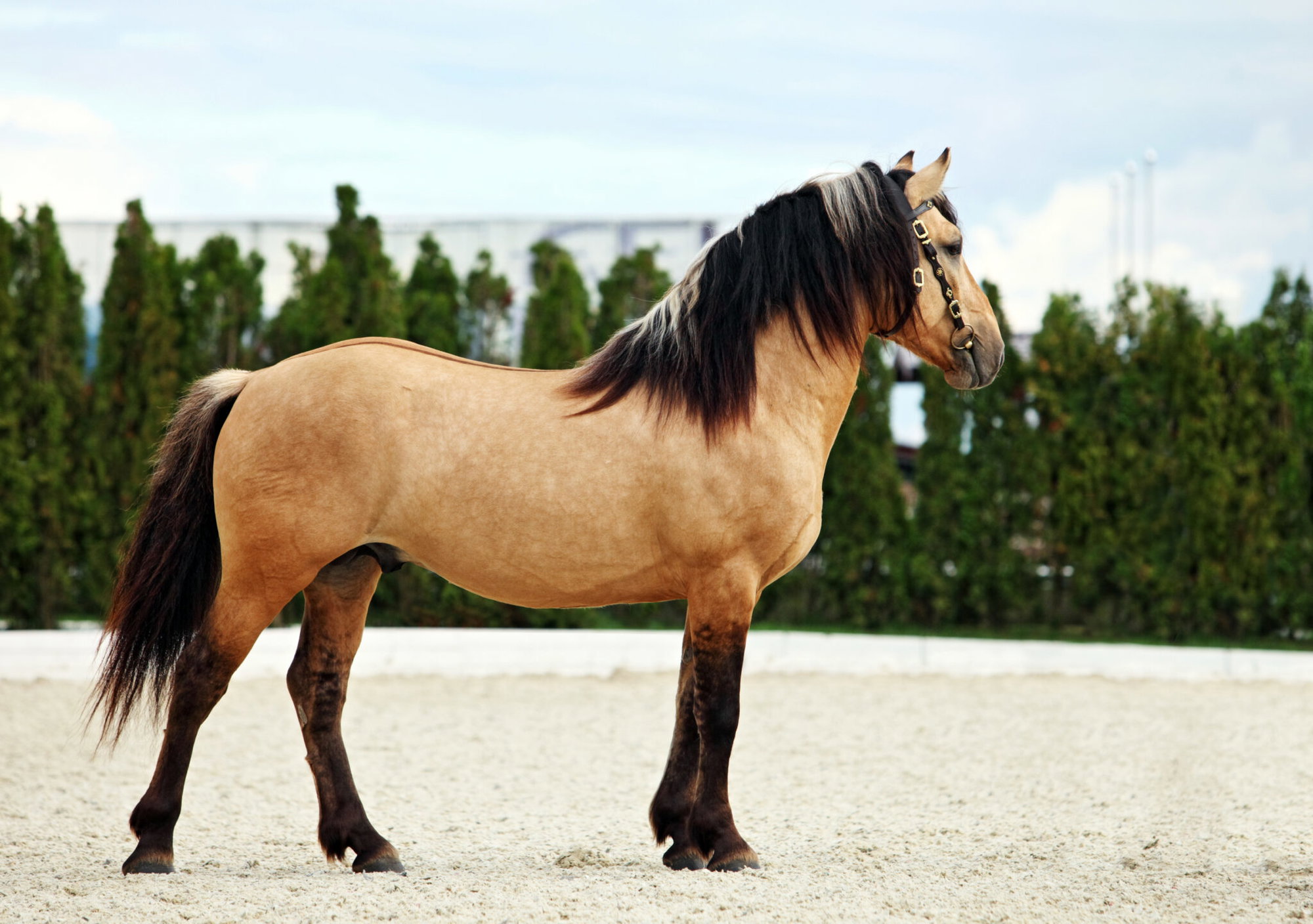 Horse Breed: Paso Fino - photo via horsemen/Shutterstock.com - Globetrotting horse riding holidays