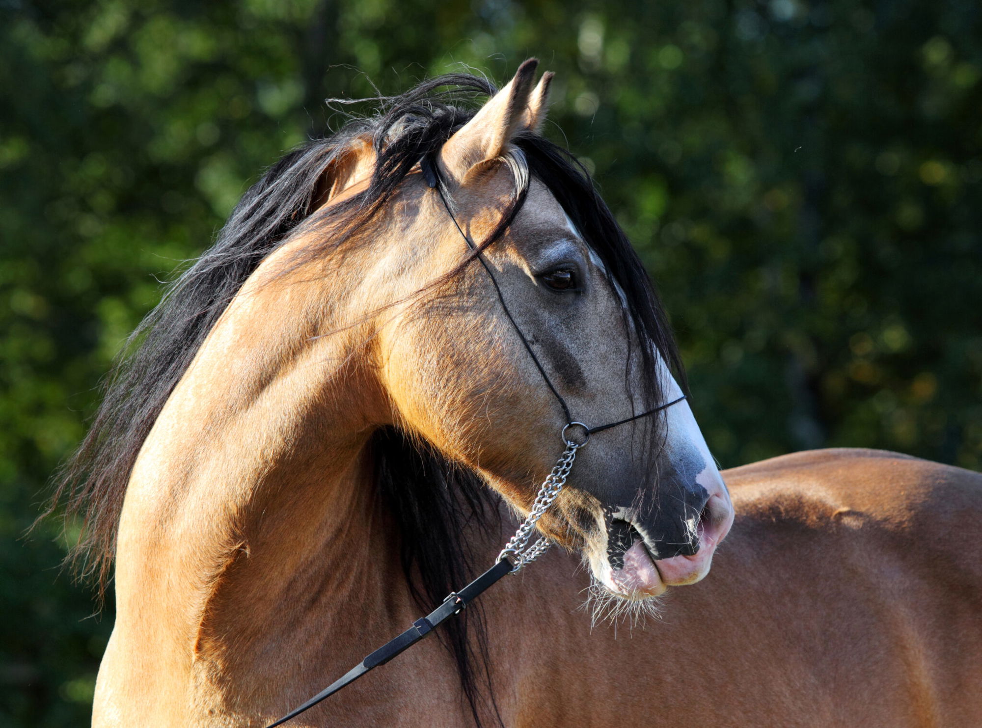 Horse Breed: Paso Fino - photo via horsemen/Shutterstock.com - Globetrotting horse riding holidays