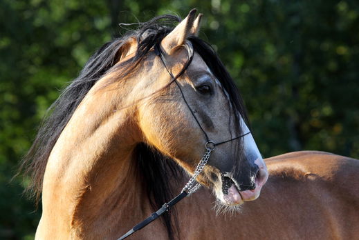 Horse Breed: Paso Fino - photo via horsemen/Shutterstock.com - Globetrotting horse riding holidays