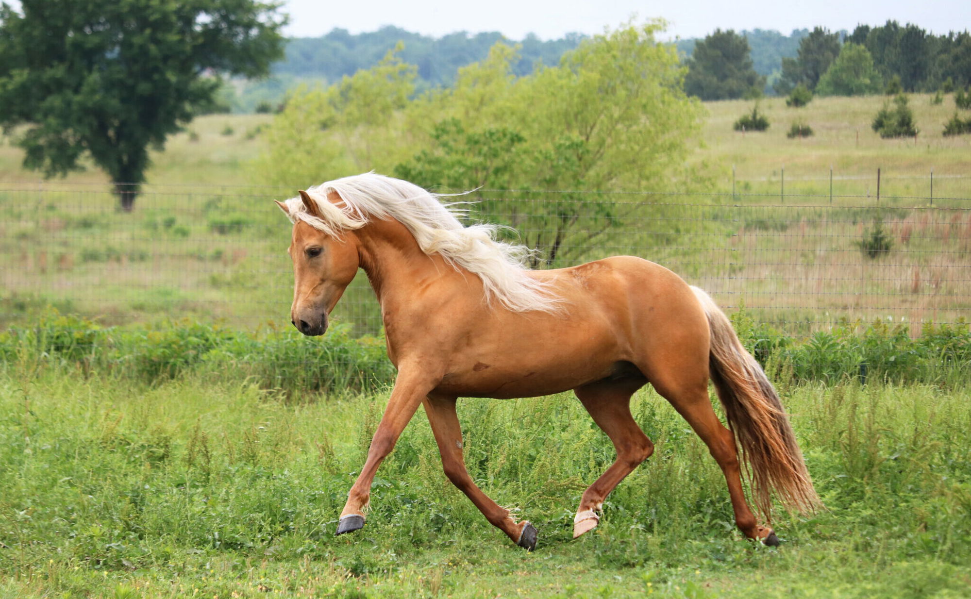Horse Breed: Morgan - photo by Lisa Kolbenschlag/Shutterstock.com - Globetrotting horse riding holidays