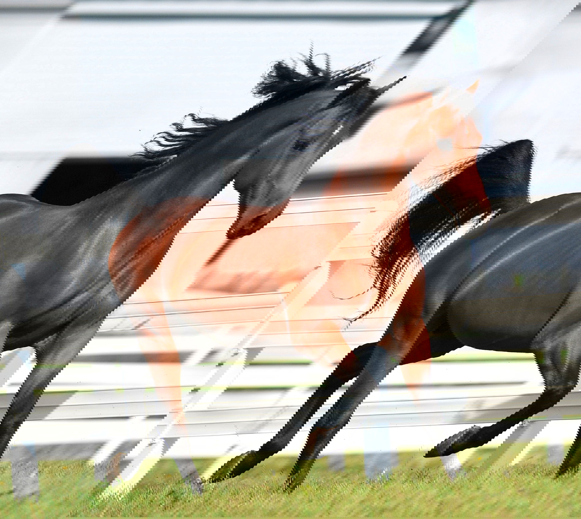 Horse Breed: Morgan - photo by Christopher Crosby Morris/Shutterstock.com - Globetrotting horse riding holidays