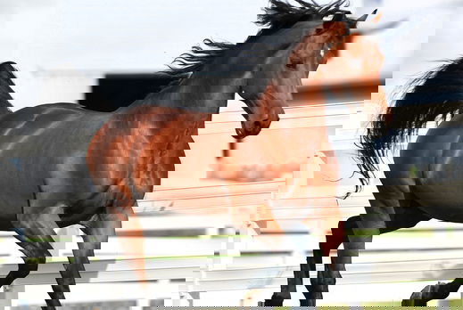 Horse Breed: Morgan - photo by Christopher Crosby Morris/Shutterstock.com - Globetrotting horse riding holidays