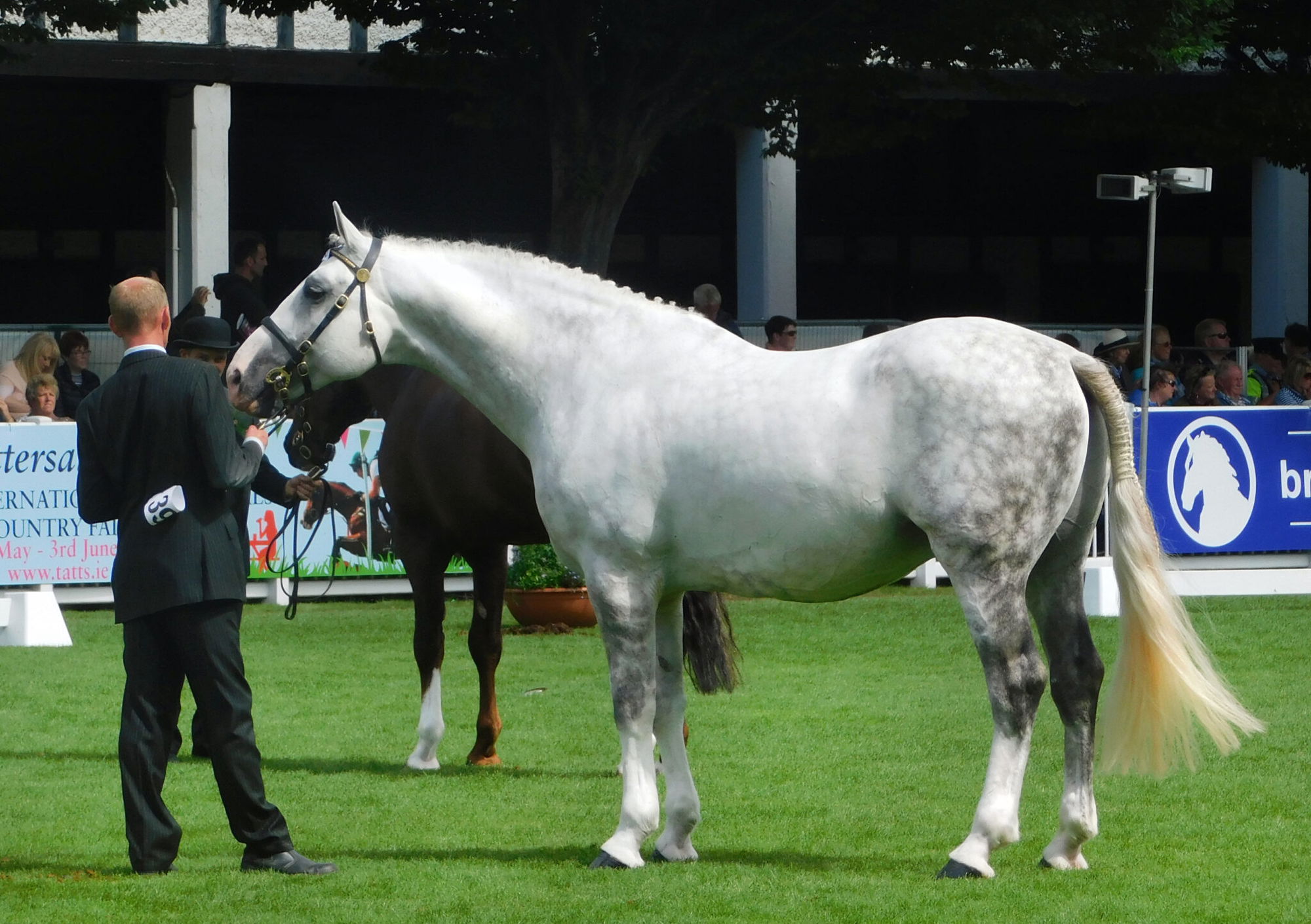 Horse Breed: Irish Draught - Globetrotting horse riding holidays