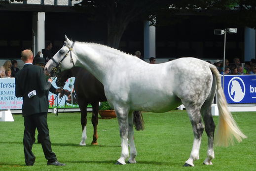 Horse Breed: Irish Draught - Globetrotting horse riding holidays