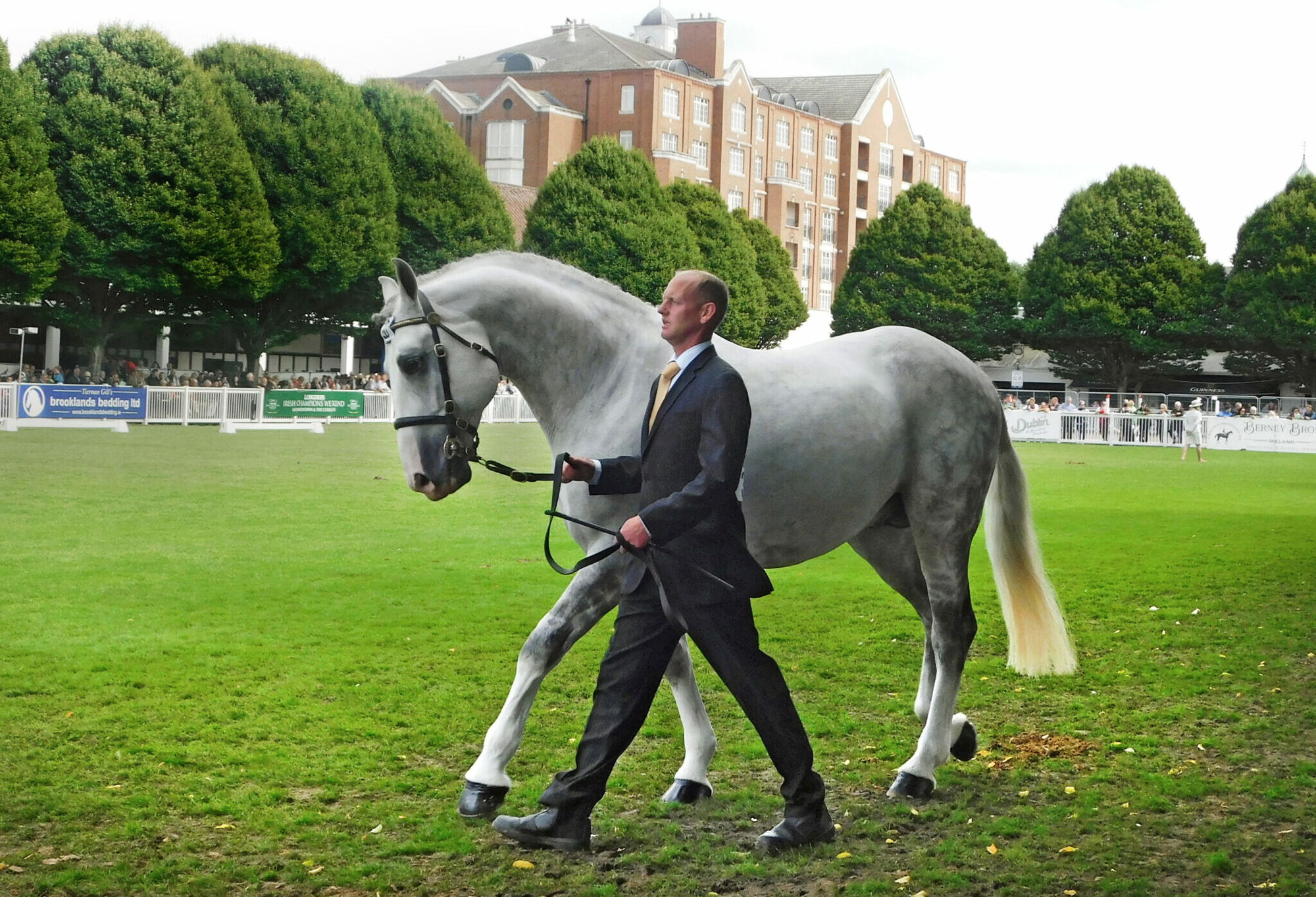 Horse Breed: Irish Draught - Globetrotting horse riding holidays