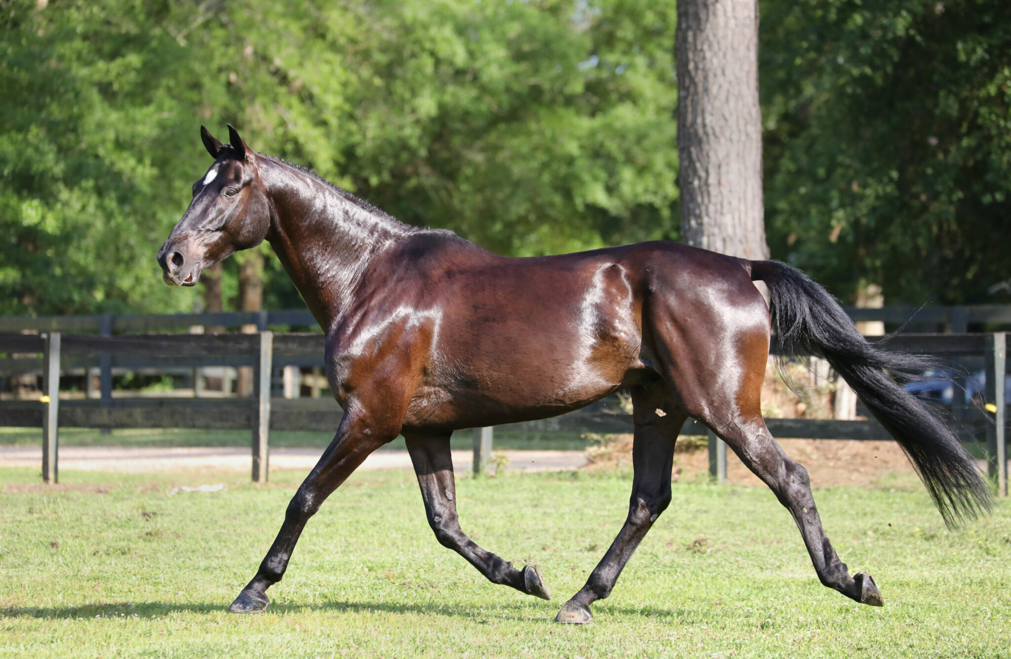Horse Breed: Irish Sport Horse - photo by Kelley Varisco/Shutterstock.com - Globetrotting horse riding holidays