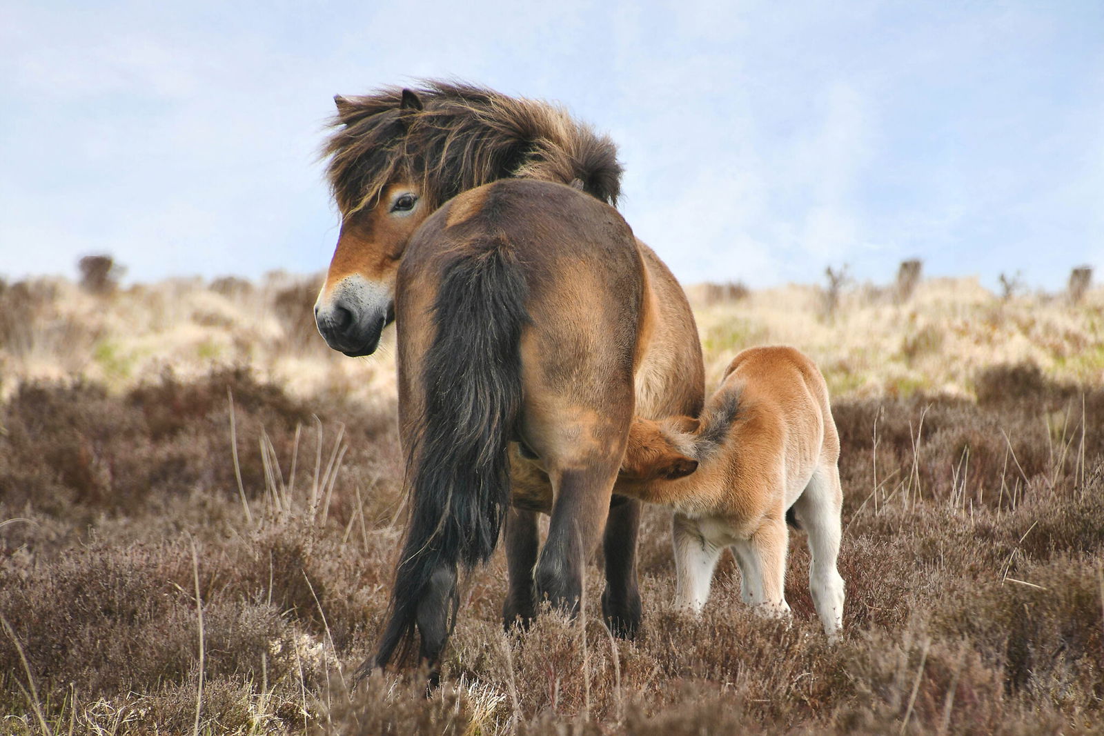 Horse Breed: Exmoor Pony - photo by castleguard on Pixabay - Globetrotting horse riding holidays