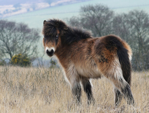 Horse Breed: Exmoor Pony - photo by Paul Steven/Shutterstock.com - Globetrotting horse riding holidays