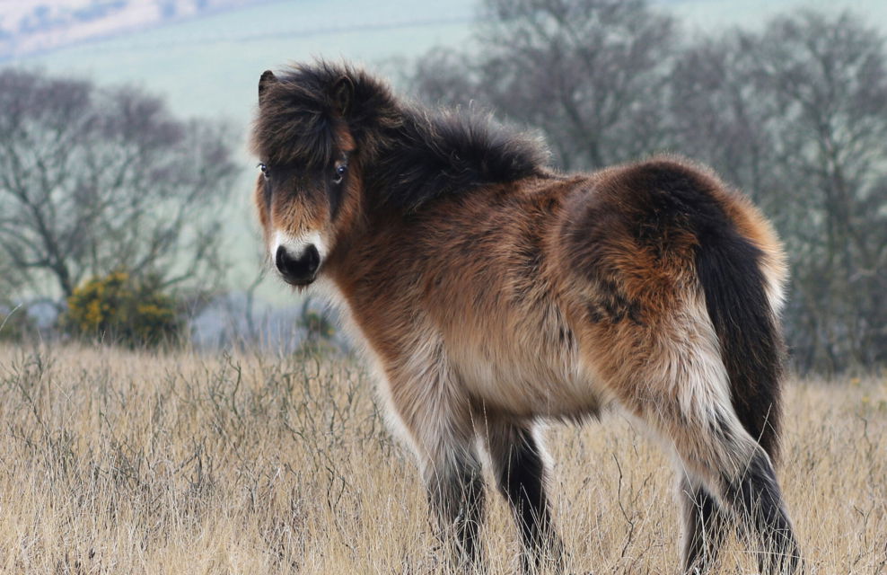 Horse Breed: Exmoor Pony - photo by Paul Steven/Shutterstock.com - Globetrotting horse riding holidays