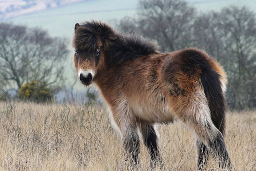 Horse Breed: Exmoor Pony - photo by Paul Steven/Shutterstock.com - Globetrotting horse riding holidays